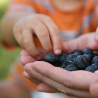 Child picks blueberries from a parent's hand.