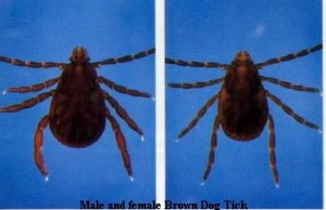 Brown Dog Tick Male and Female compared
