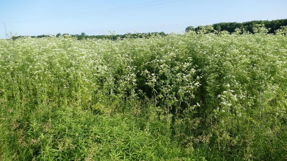 Poison hemlock identification and control - Agriculture