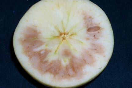 CO2 injury in Honeycrisp.