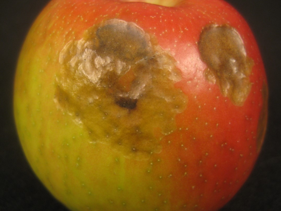 Comprehensive Honeycrisp harvest and storage recommendations - Apples