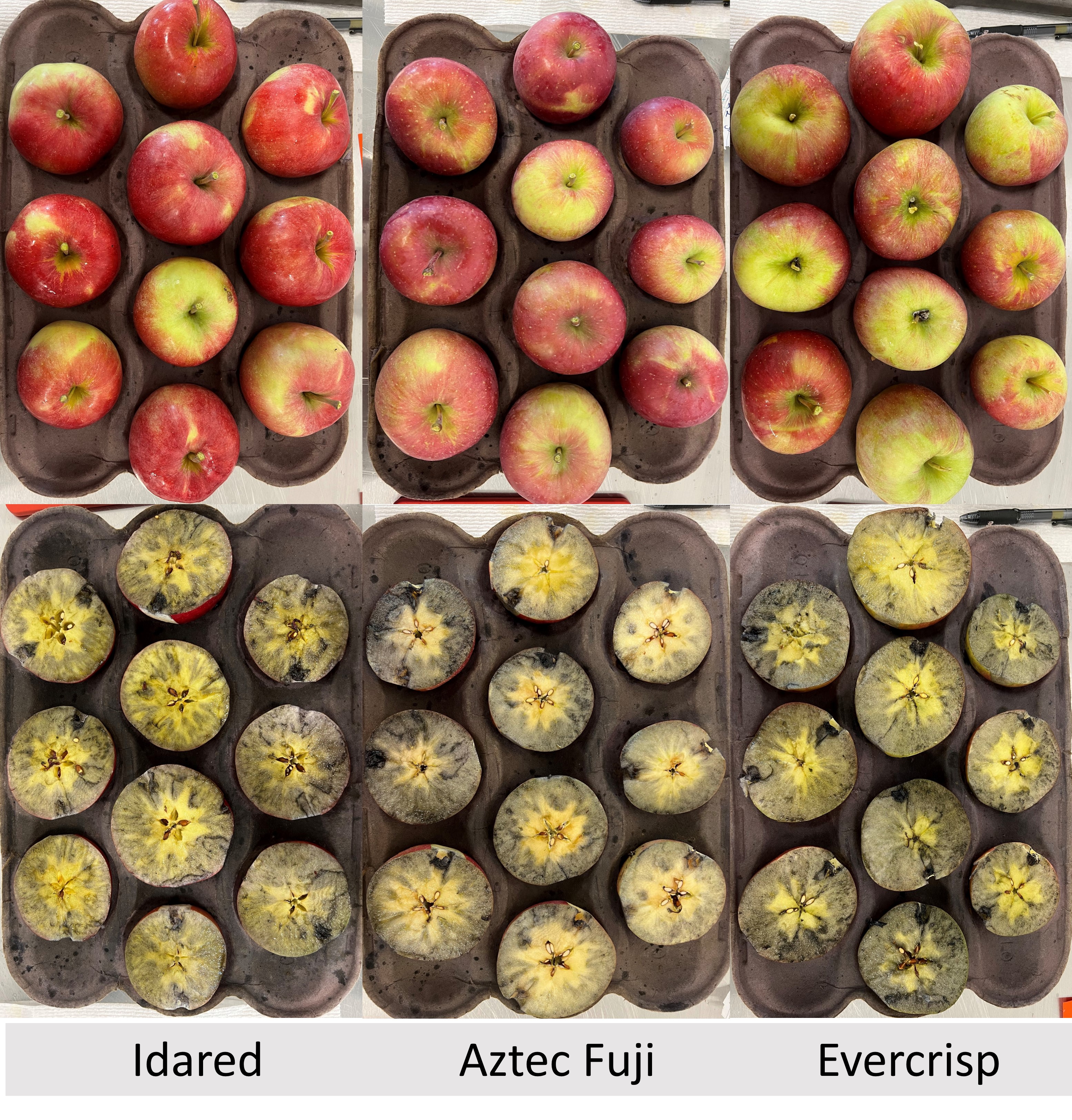 New starch charts for evaluating the maturity of apple varieties in  Michigan - Apples