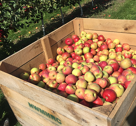 Northwest Michigan apple maturity report – Oct. 3, 2018 - Apples