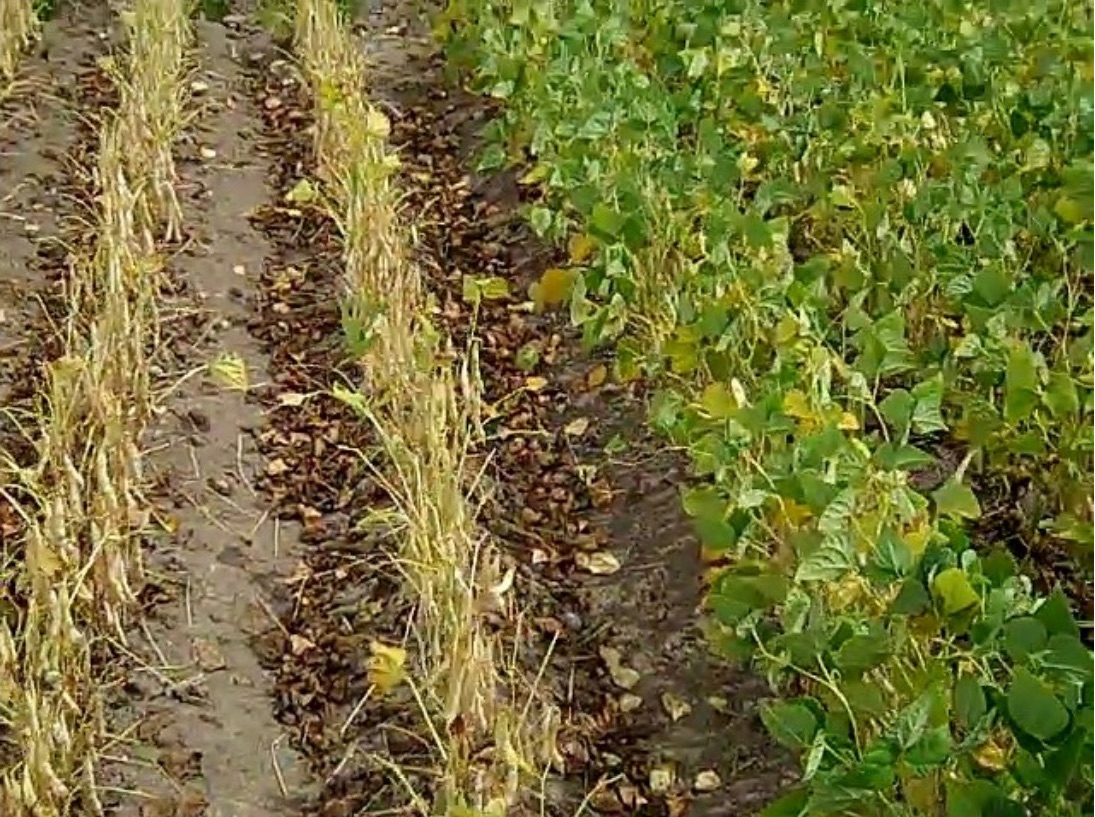 Drought Bean Breeding And Genetics