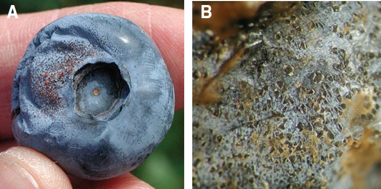 A) Frutos arrugados con masas de esporas anaranjadas son indicadores de la pudrición de los frutos por antracnosis. B) Fotografía amplificada que muestra la piel de un arándano infectado con ampollitas abiertas (acérvulos) en las que se producen los acérvulos. 