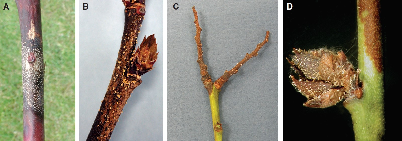 A) Cáncer en un tallo causado por C. fioriniae con acérvulos en círculos concéntricos alrededor de una yema vegetativa muerta. B) Masas de esporas sobre una ramita de arándano durante el periodo de dormancia. C) Masas de esporas en un dardo de fruta viejo. D) Masas de esporas en las escamas de una yema floral.