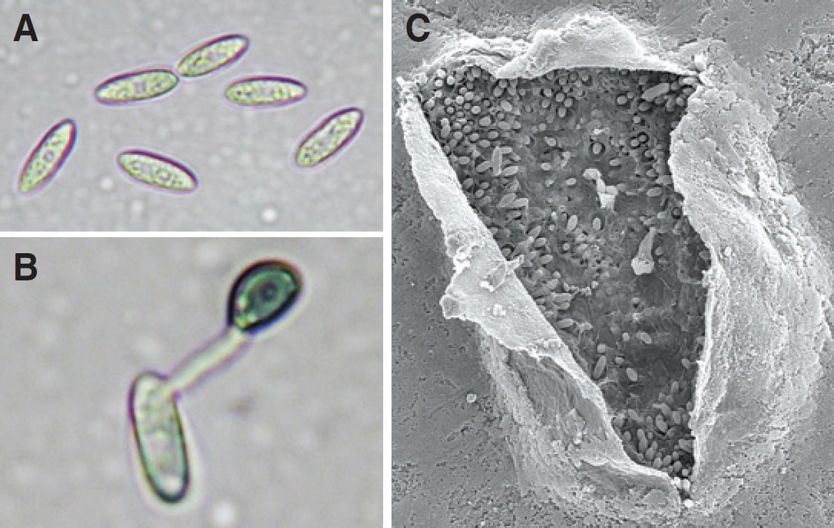 Cells under a microscope.