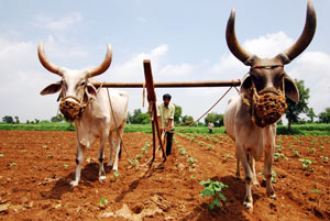 Asian farmer with oxen