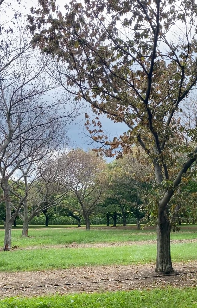 ‘Colossal’ chestnut trees at various stages.