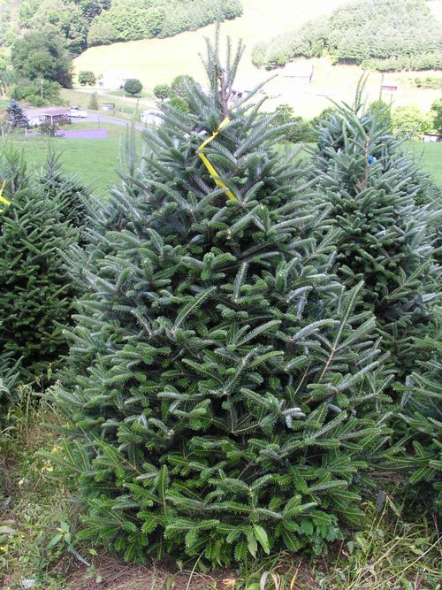 balsam fir christmas tree