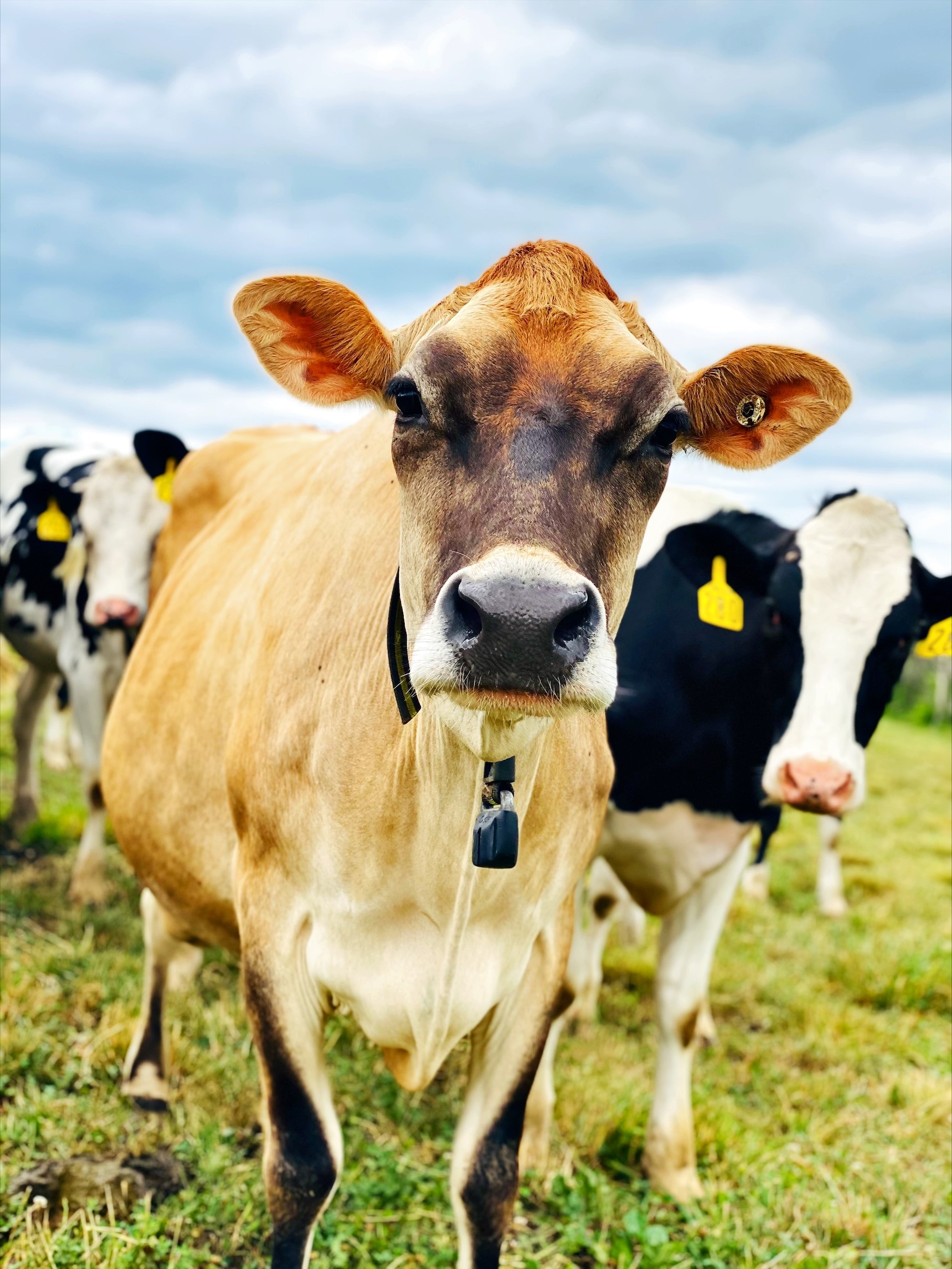 holstein dairy cow