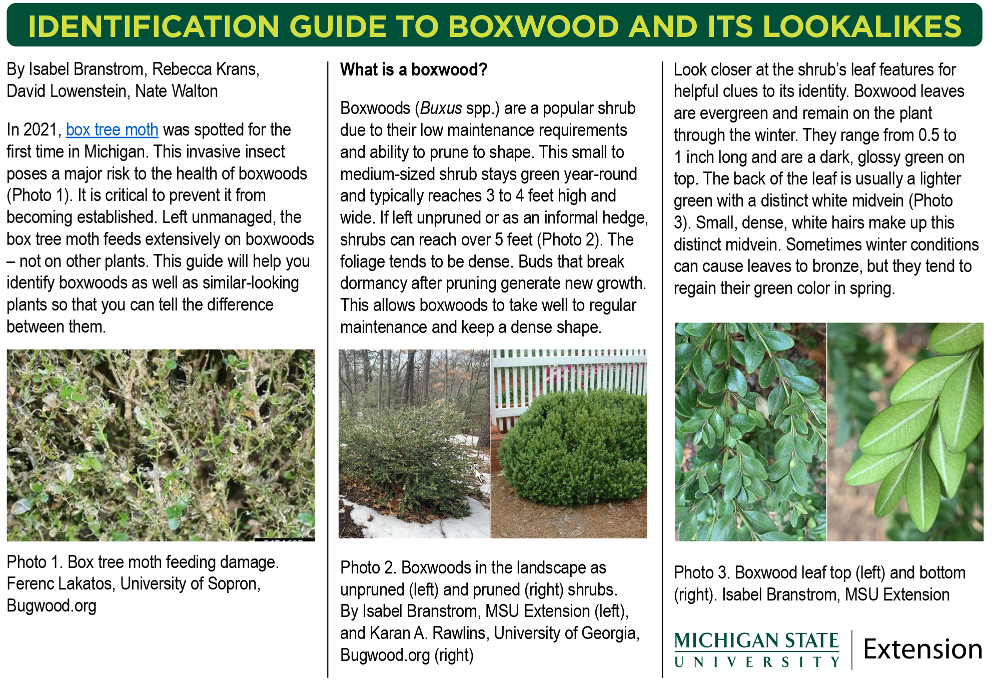 boxwood shrub varieties