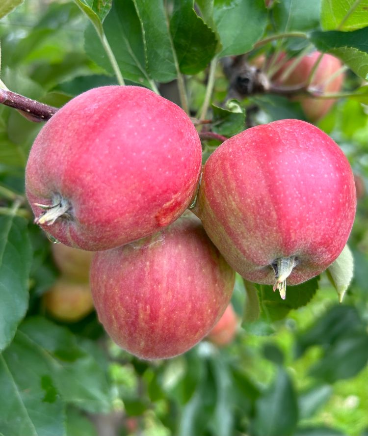 A cluster of three red apples.