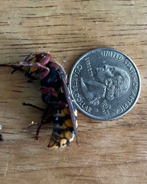 A dead hornet next to a quarter.