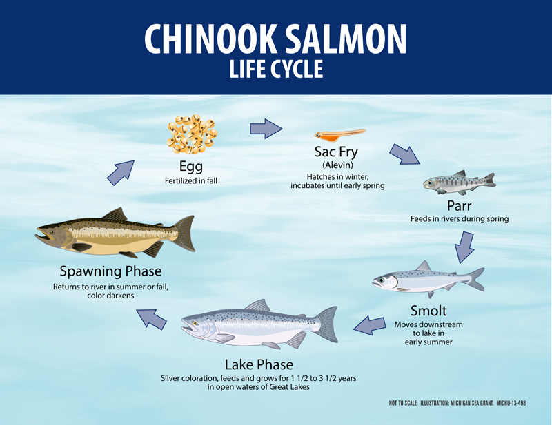 how long do chinook live