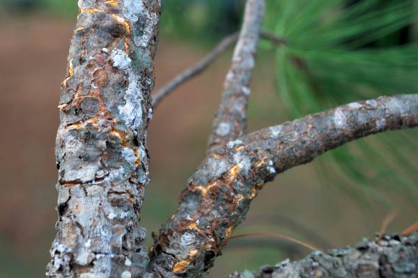 White pine blister rust damage showing up - MSU Extension