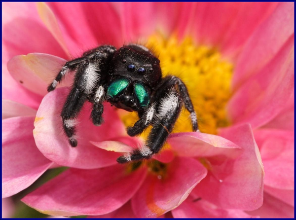 Jumping Spider Facts, Identification, & Pictures