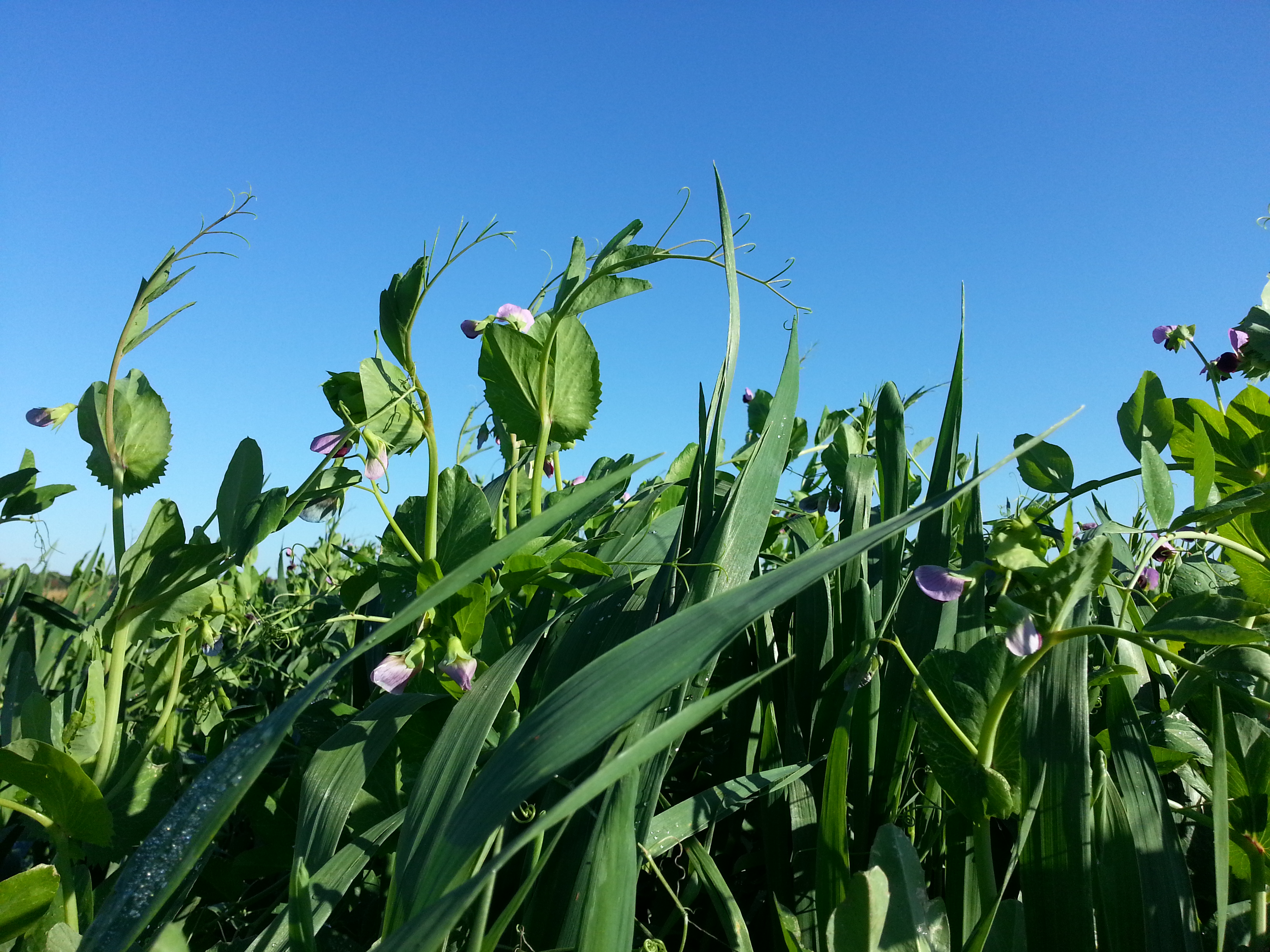 forage crops