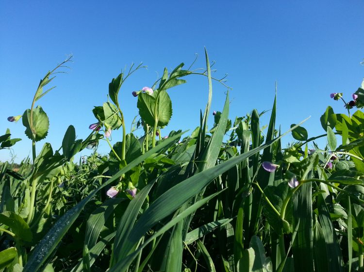 Emergency hay and silage forage crops - Forages