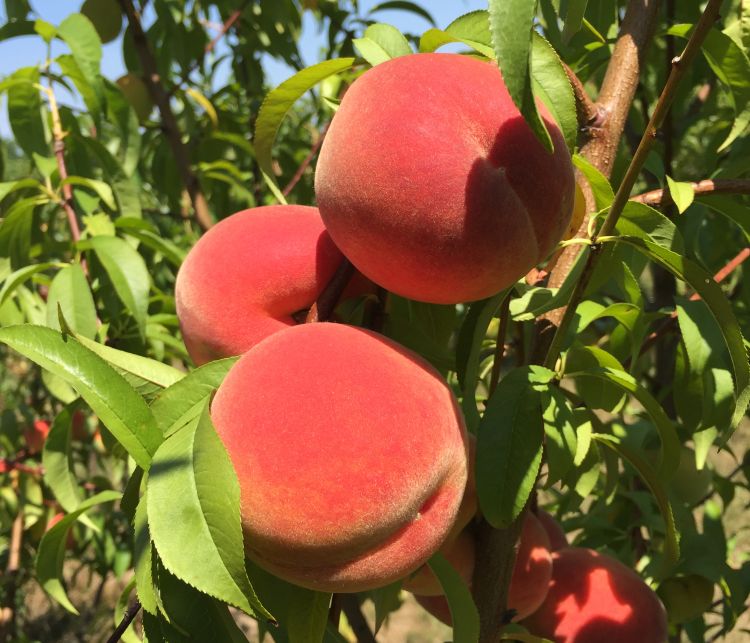 Plant science at the dinner table: peaches - 4-H Plants, Soils & Gardening