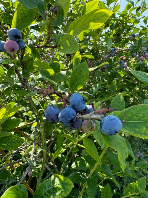 A cluster of ripe blueberries.