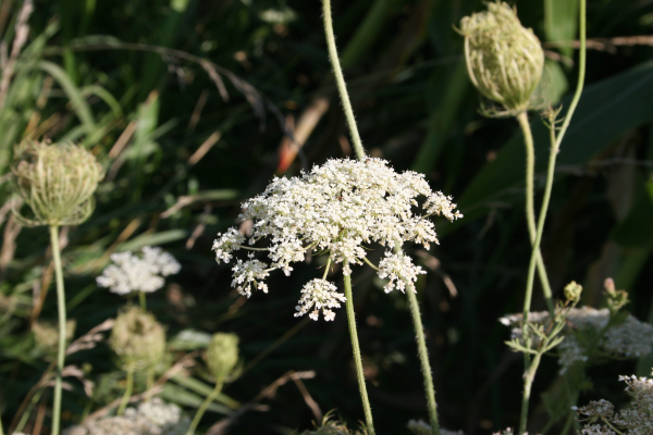Adirondack Wildflowers: Queen Anne's Lace (Daucus carota)
