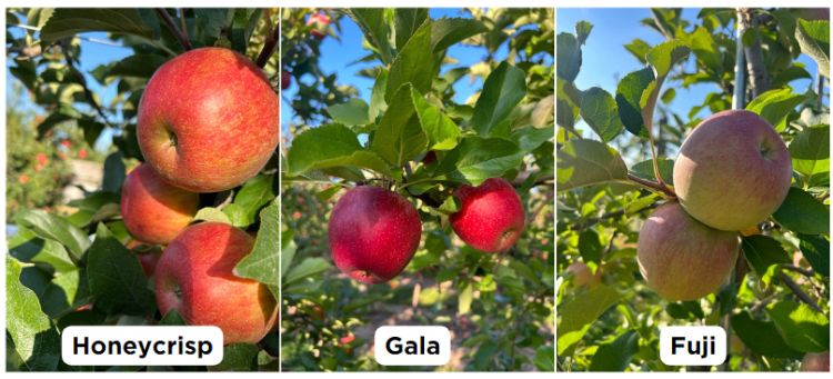 Three pictures of three different apple varieties: Honeycrisp, Gala and Fuji.