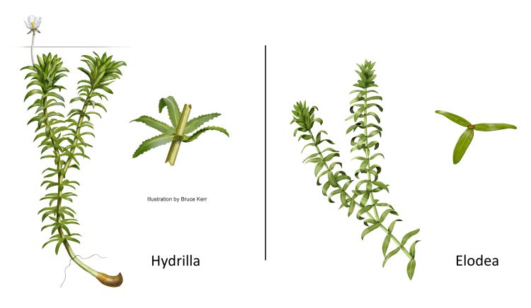 A comparison of invasive hydrilla and native waterweed.