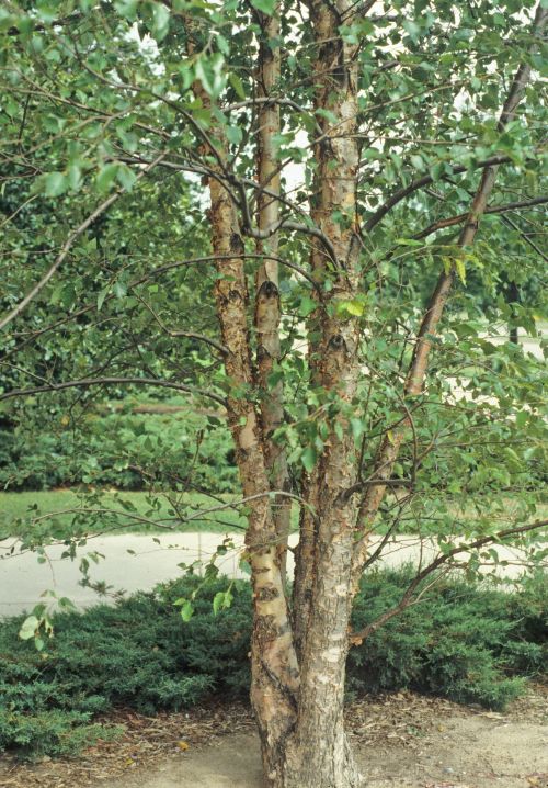 All-season trees: River birch - MSU Extension