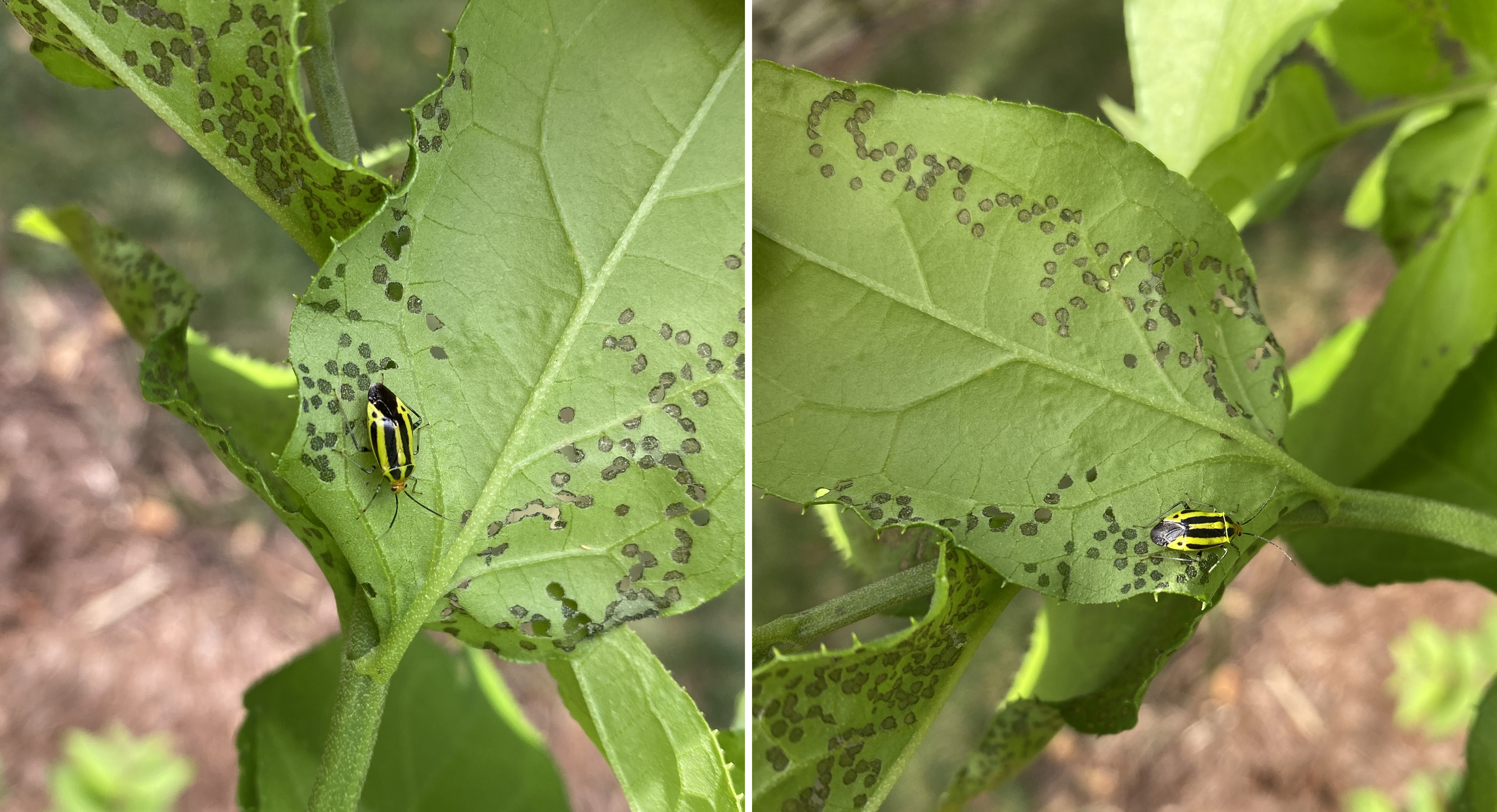 black spots on zinnia leaves