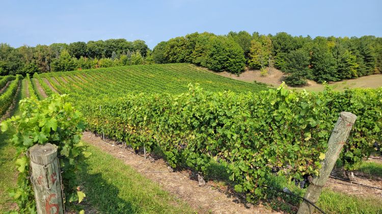 A grape vineyard.