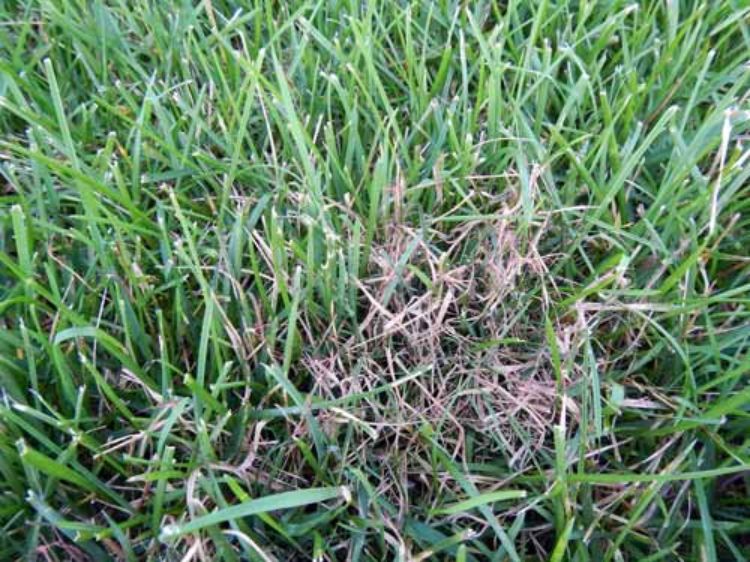 Pinkish-red strands in grass could be red thread - Turf