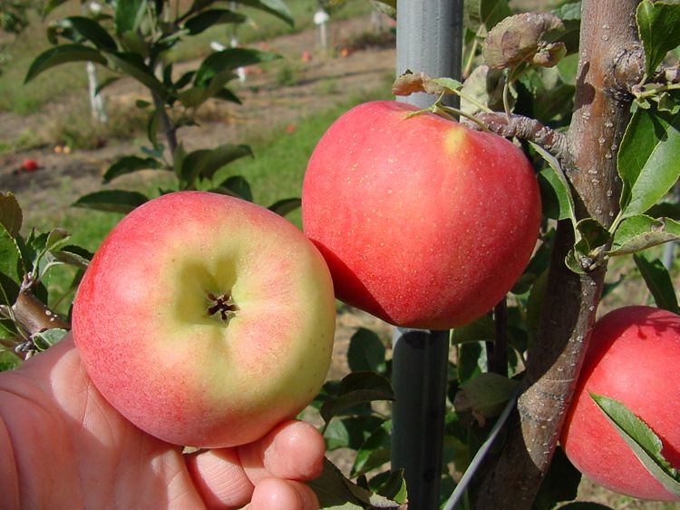 Apple Mcintosh Michigan (apples)