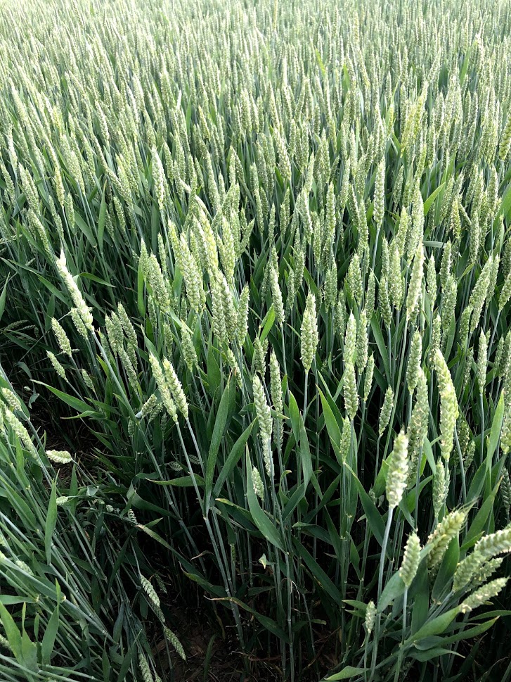 wheat leaves