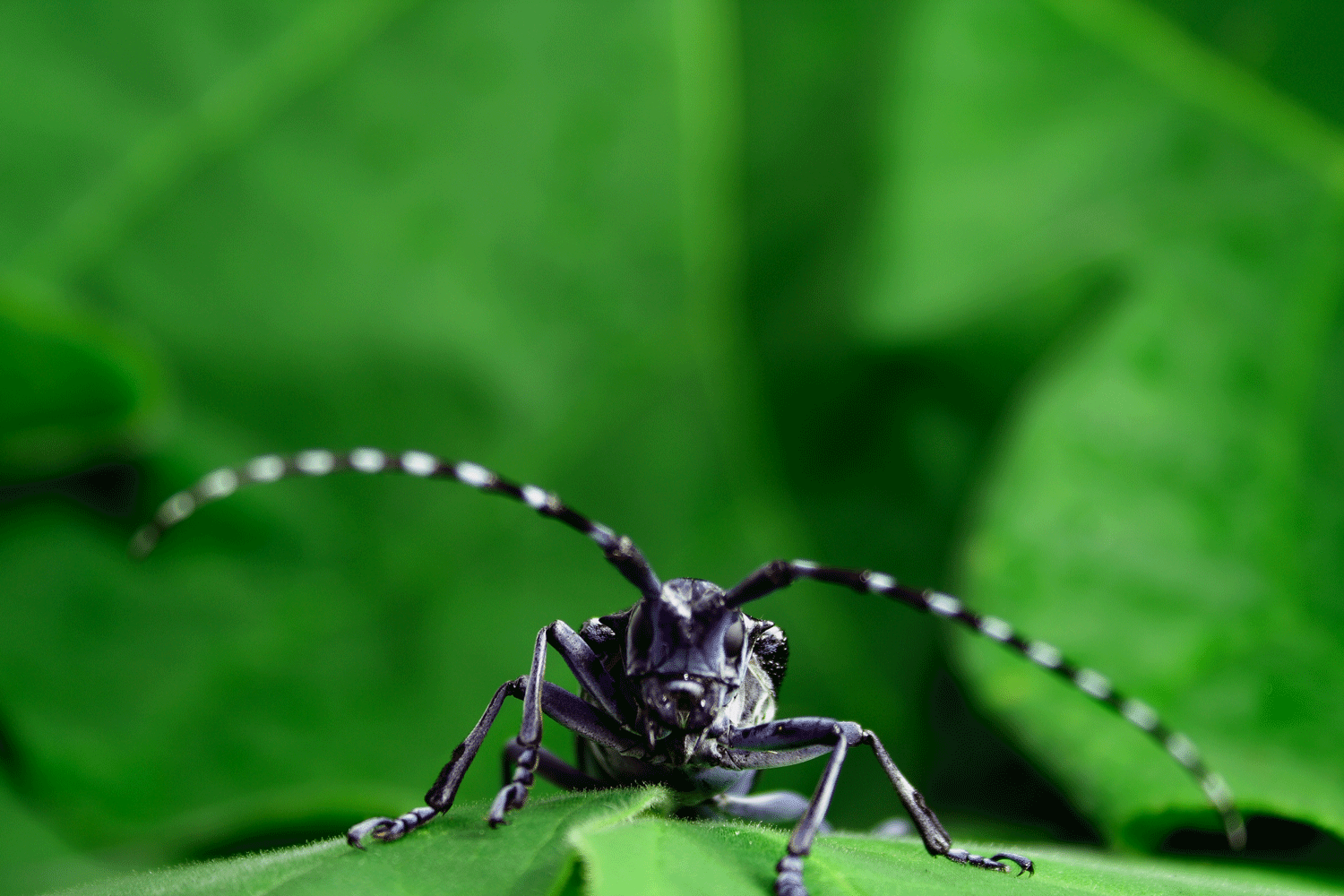 asian longhorned beetle