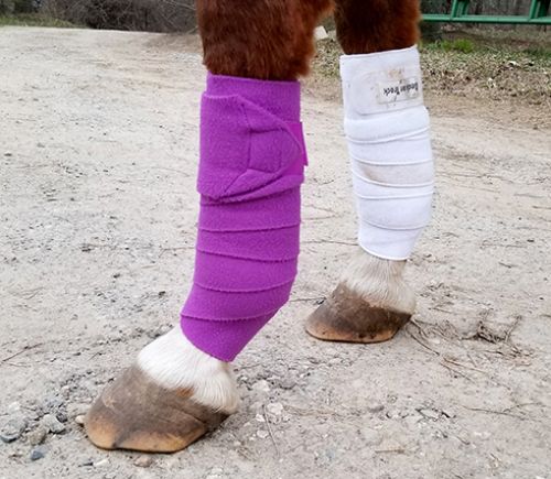 How to protect your horse's legs - Horses