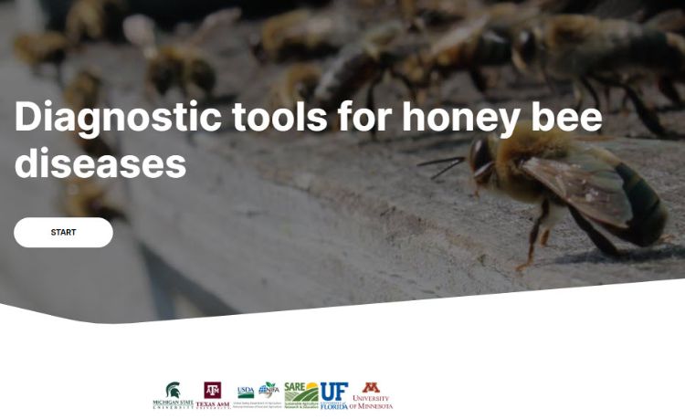 Screenshot of the diagnostic tools for honey bee diseases online learning module.