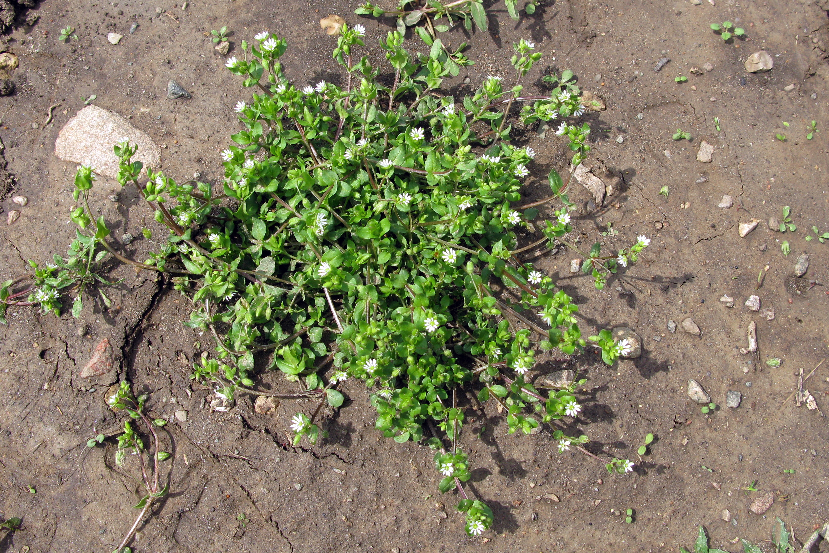 common chickweed seed