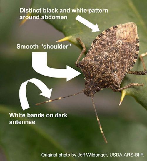 brown marmorated stink bug pyramid trap - Entomology Today