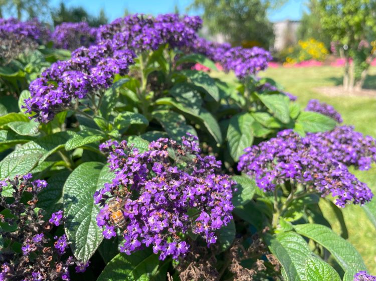 Purple flowers.