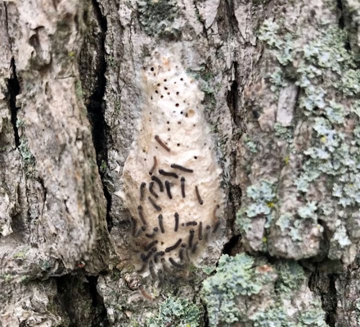 Infestations of gypsy moth increase during drought Invasive Species