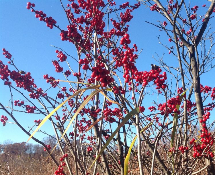 Winterberry: Michigan's native holly - MSU Extension