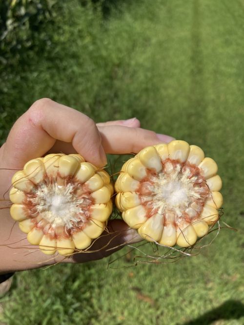 A corn cob broken in half.