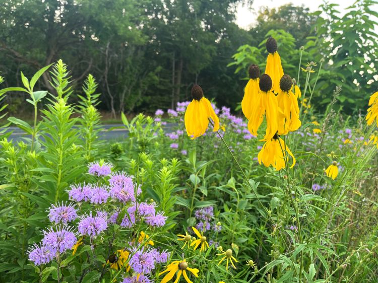 one of our wild flower patches. these are grown from the seeds we harvested  from last year. : r/gardening