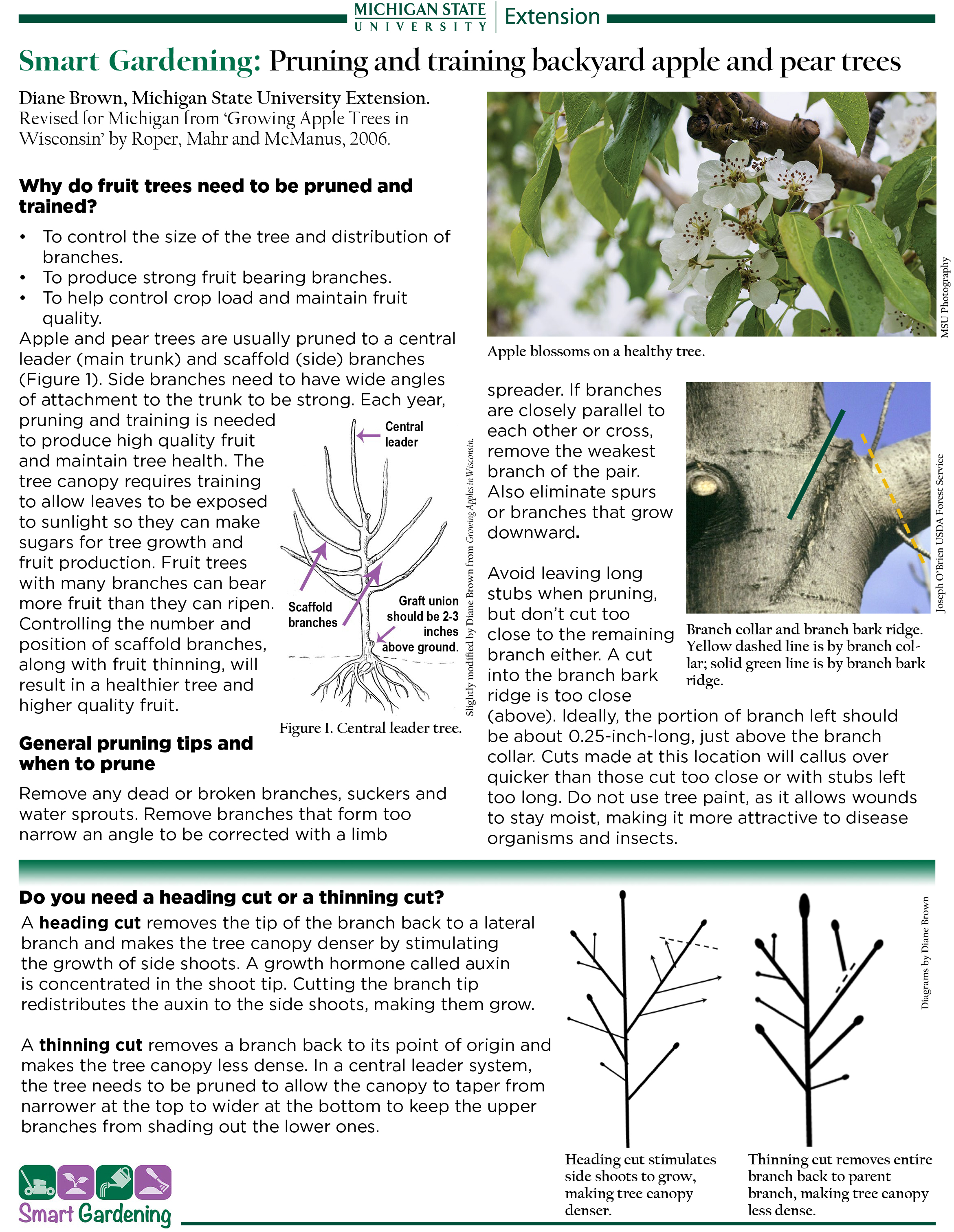 pruning pear trees diagram