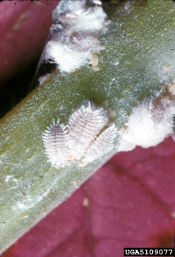 Controlling Scale Insects and Mealybugs - Alabama Cooperative Extension  System