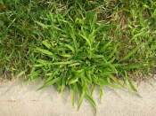 Crabgrass control in Delson and Saint-Constant