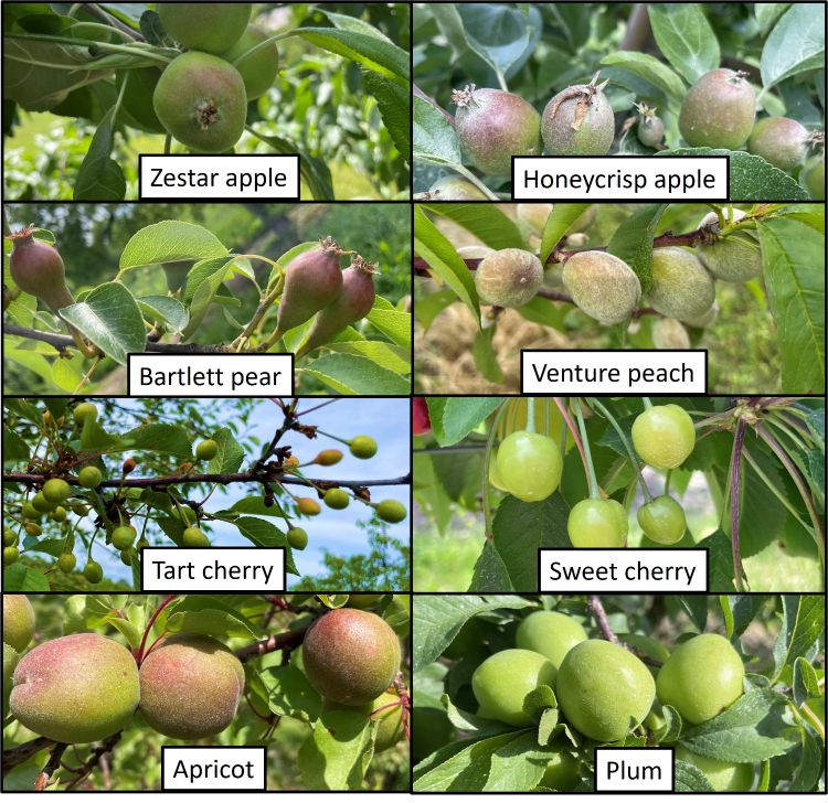 Apples, pears and cherries at different fruit growth stages.