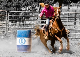 barrel racing horses