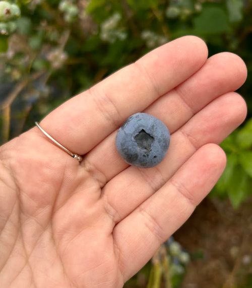 A singular, large blueberry.
